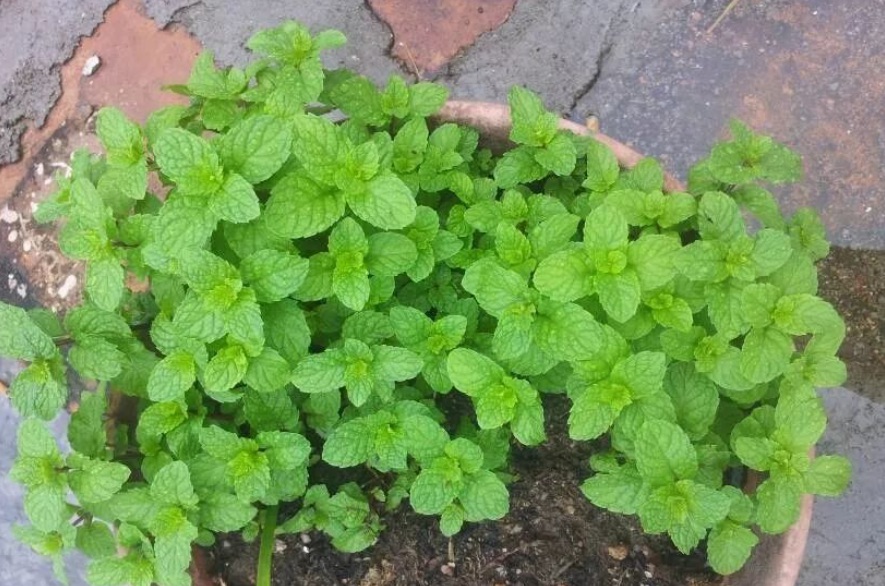 1628471013913547.jpg 1628471001(1).jpg