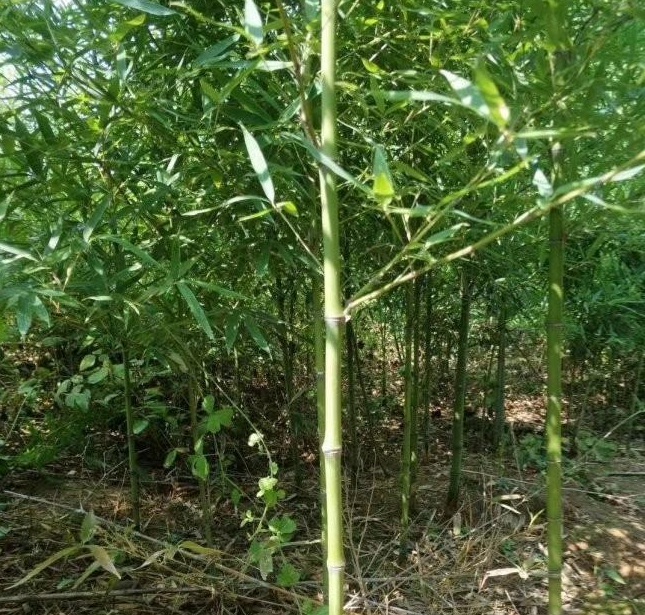 1628504807746906.jpg 1628504798(1).jpg