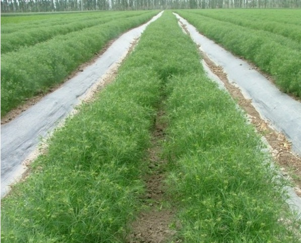 1628507120971572.jpg 1628507112(1).jpg