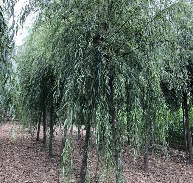 1628508067223090.jpg 1628508059(1).jpg