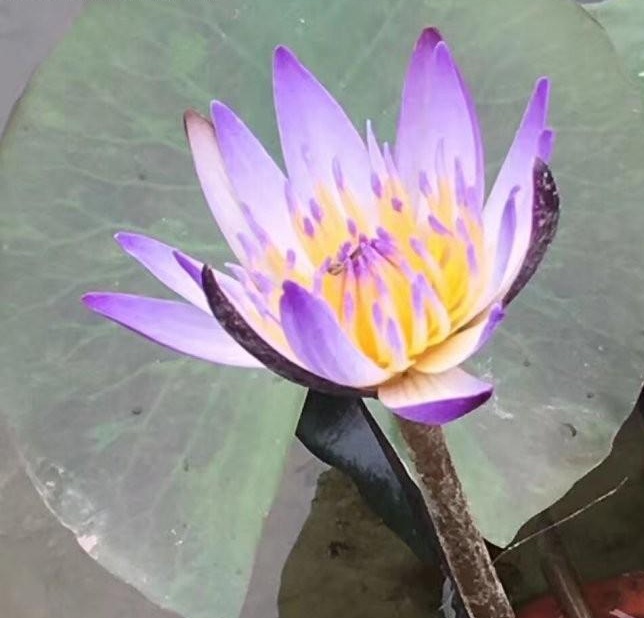 1628508410782499.jpg 1628508400(1).jpg