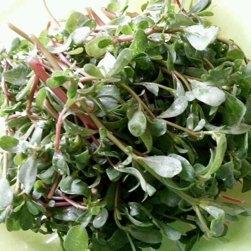 馬齒莧的這么多功效你知道嗎