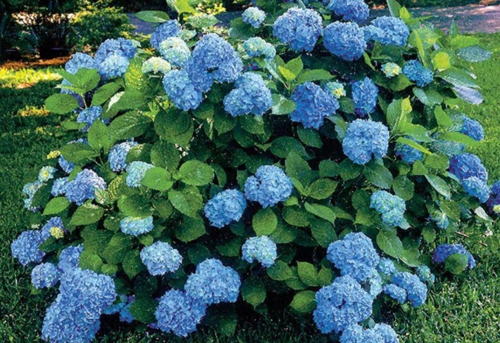 1628520006842949.jpg 繡球花1.jpg