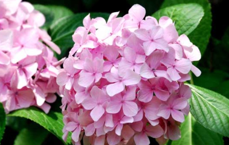 1628520041491144.jpg 繡球花3.jpg