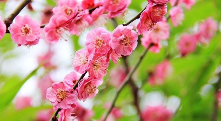 1628520455339962.jpg 貼梗海棠3.jpg