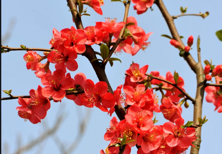 1628520503940517.jpg 海棠2.jpg