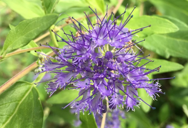 1628580534574887.jpg 美國薄荷222.jpg