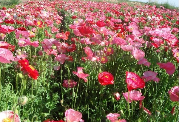 1628586996166228.jpg 1628586987.jpg