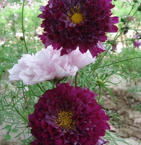 1628587406131936.jpg 1628587397(1).jpg