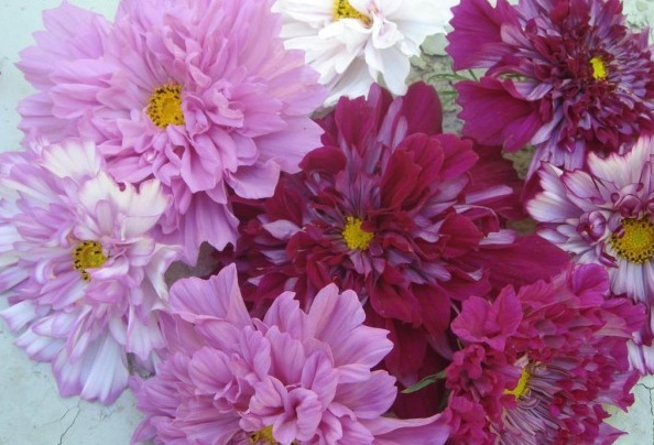 1628587423765964.jpg 1628587413(1).jpg