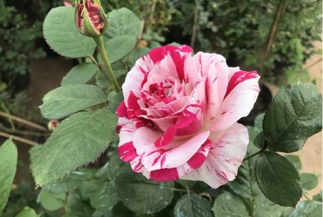 1628587983578290.jpg 1628587977(1).jpg