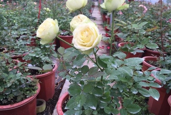 1628588016381679.jpg 1628588007(1).jpg