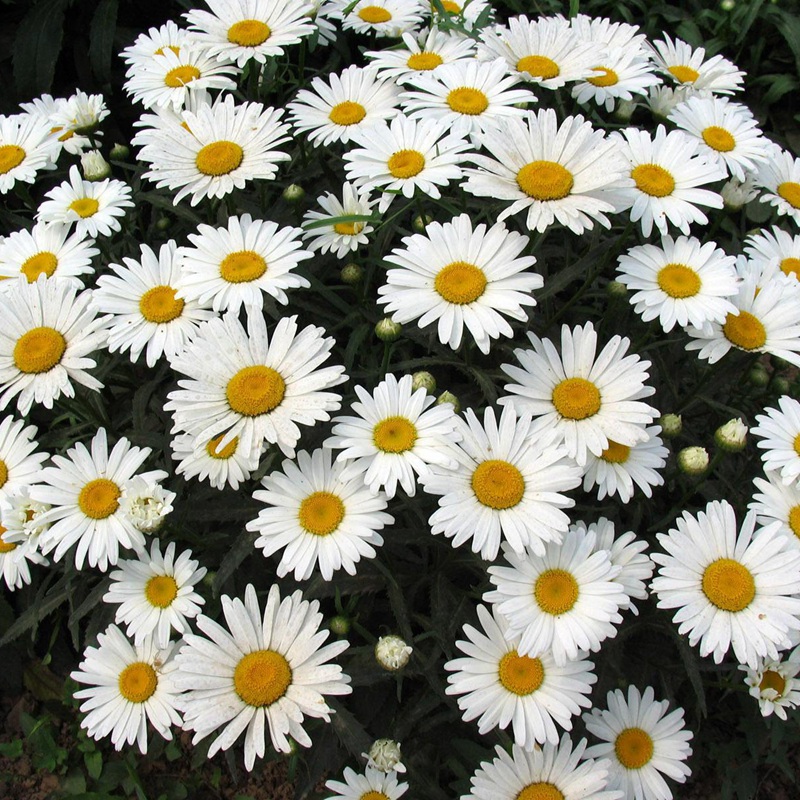 「大濱菊」的種植方法