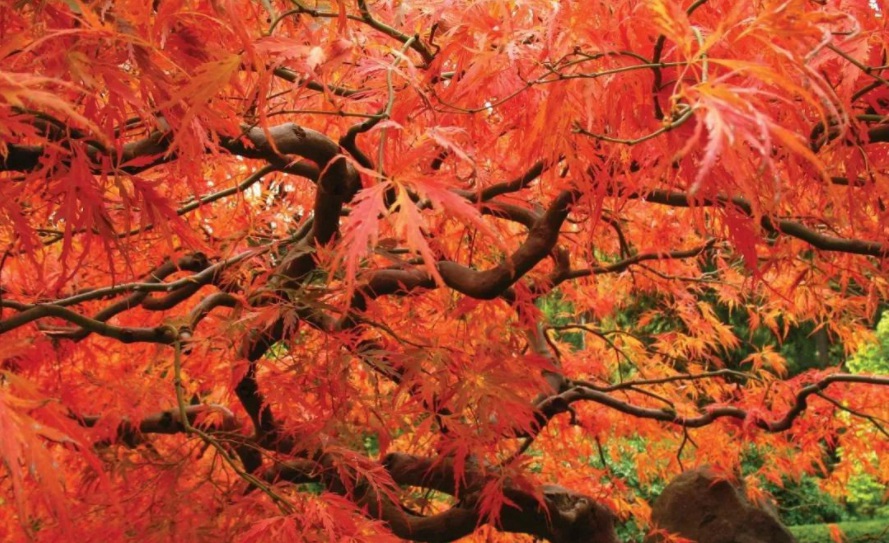 1628588681247069.jpg 1628588664(1).jpg