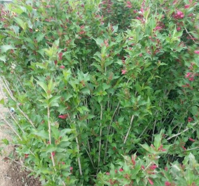 1628589676305860.jpg 1628589666(1).jpg