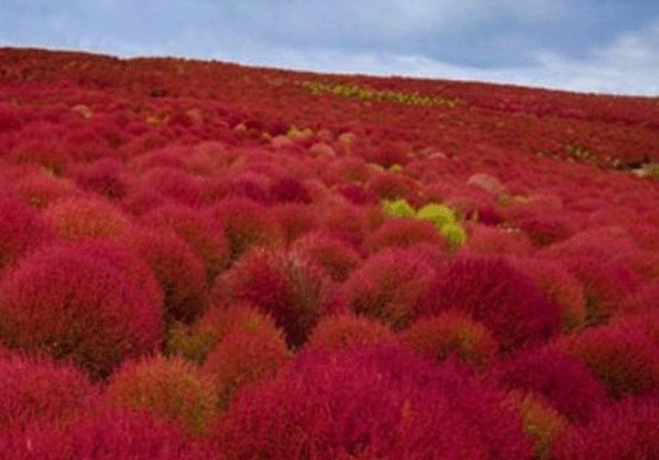 1628589852565341.jpg 1628589846(1).jpg