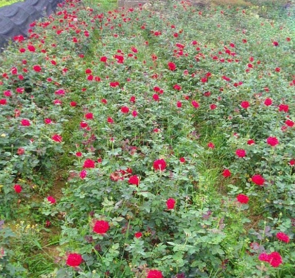 1628590142995452.jpg 1628590131(1).jpg