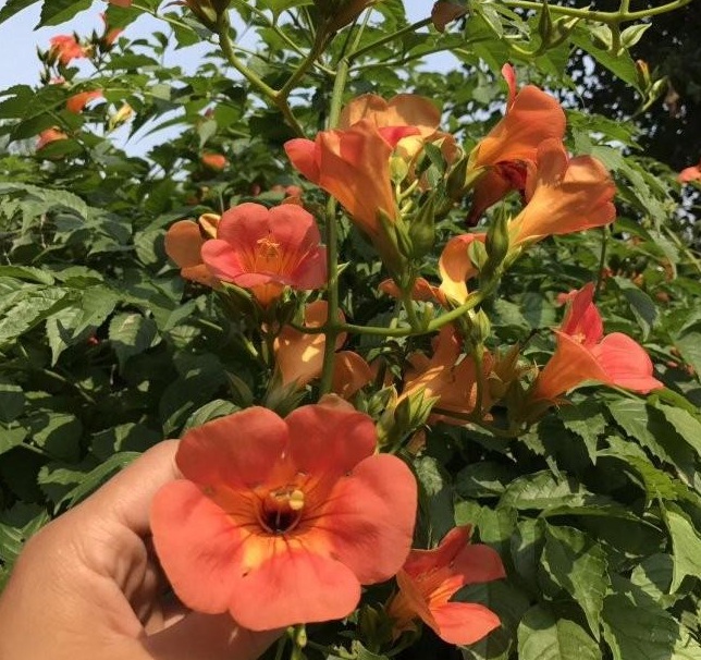 1628590238341896.jpg 1628590231(1).jpg