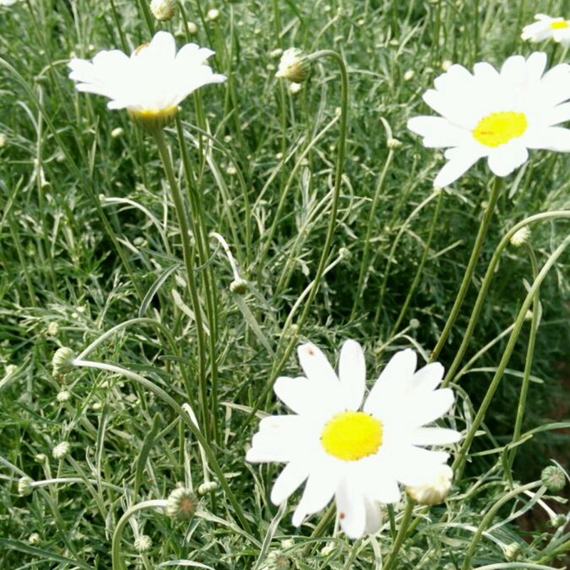 除蟲菊的簡單介紹和種植注意事項