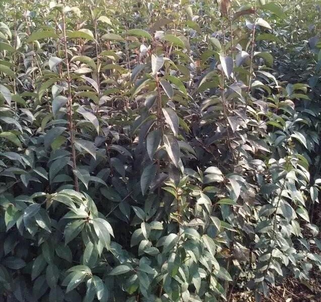 1628599432207817.jpg 1628599422(1).jpg