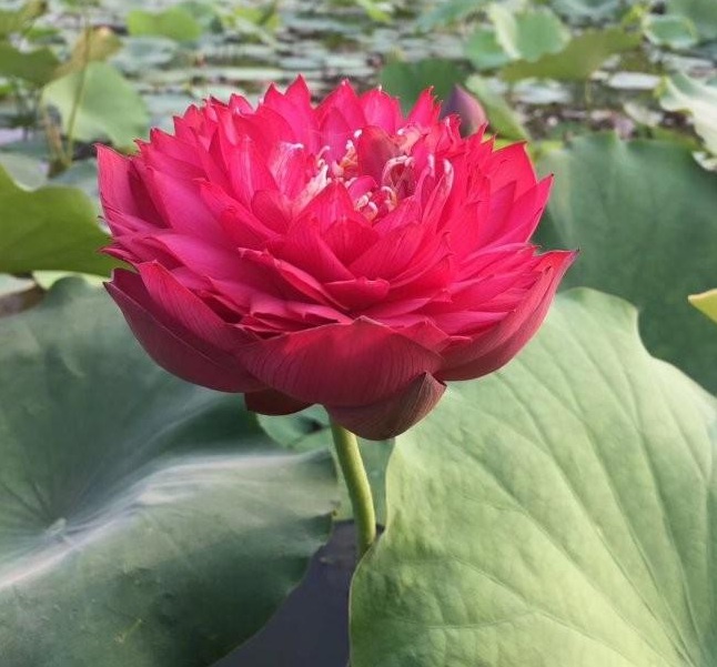 1628600998767473.jpg 1628600989(1).jpg