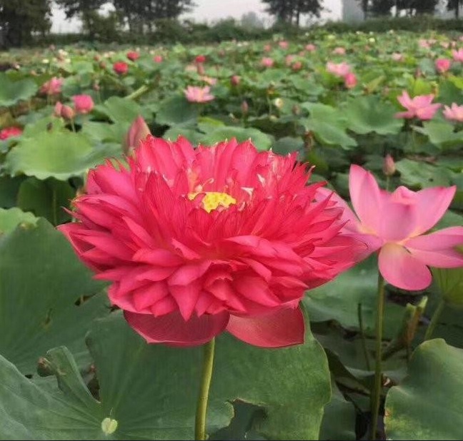 1628601039138037.jpg 1628601029(1).jpg