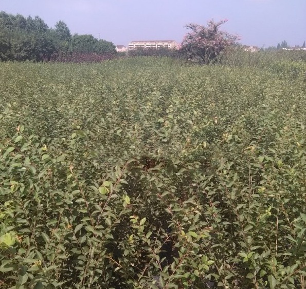 1628662280462815.jpg image.jpg