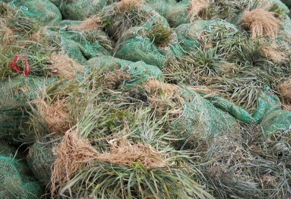 1628662412444799.jpg image.jpg