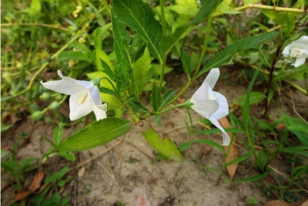 1628662690240089.jpg image.jpg