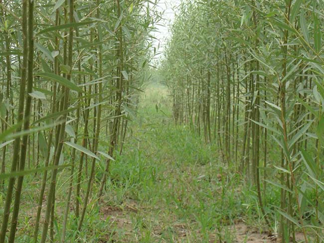 竹柳圖片竹柳基地 竹柳圖片竹柳基地