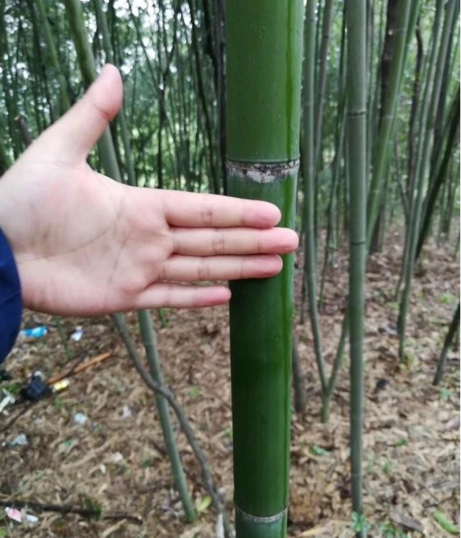 1628666303510083.jpg image.jpg