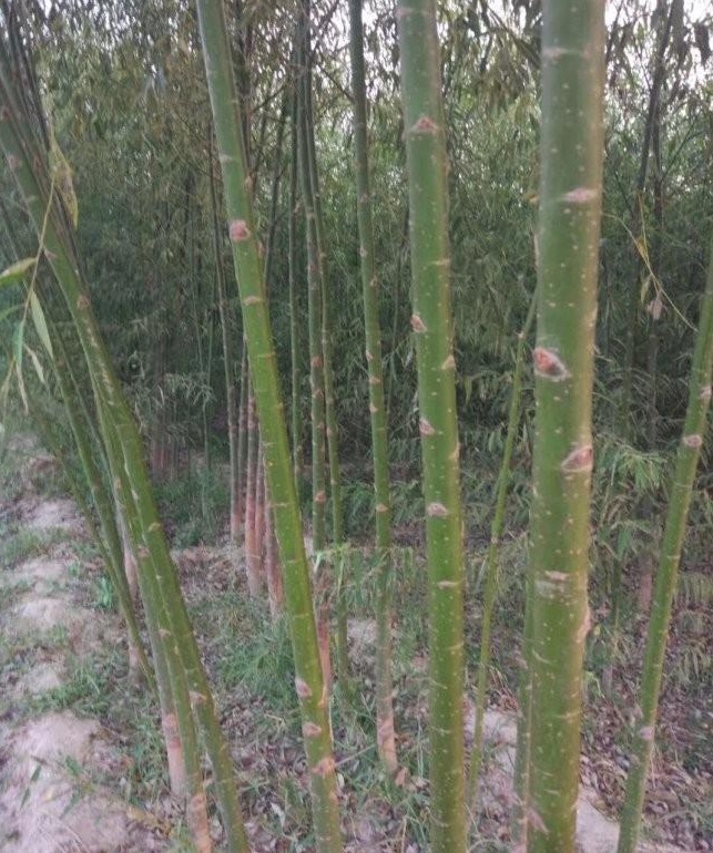 1628666313672206.jpg image.jpg