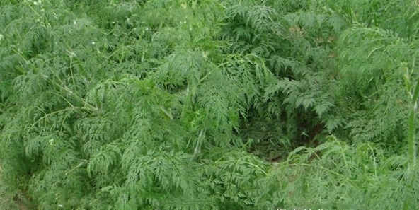 1628666865257573.jpg image.jpg