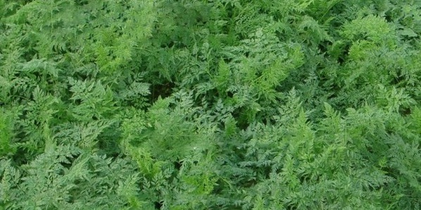 1628666874500239.jpg image.jpg