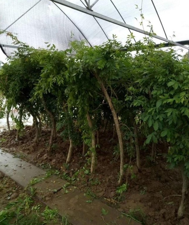 1628667312141941.jpg image.jpg