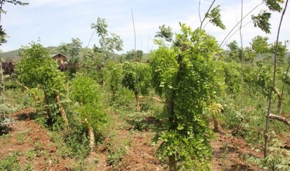 1628668905359905.jpg image.jpg