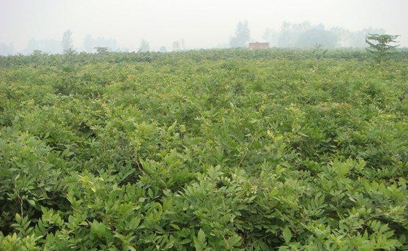 1628669765728466.jpg image.jpg