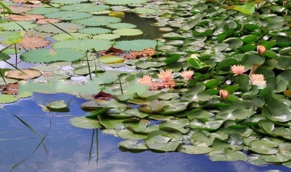 1628671679932889.jpg image.jpg