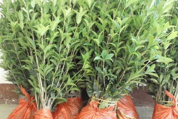 1628671851365633.jpg image.jpg