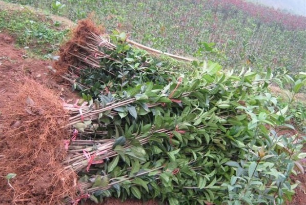 1628671861319308.jpg image.jpg