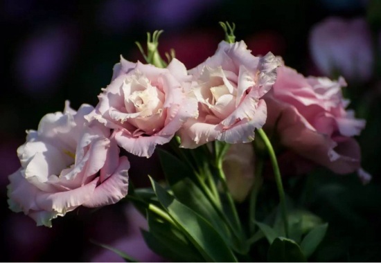 1628683920163509.jpg 1628683920163509.jpg