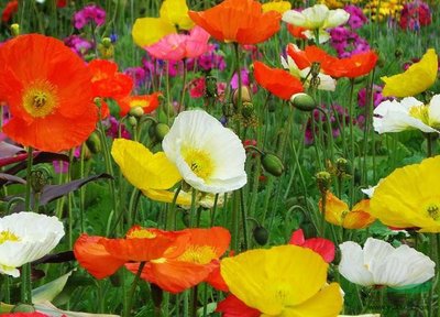 1628684195965572.jpg 1628684195965572.jpg