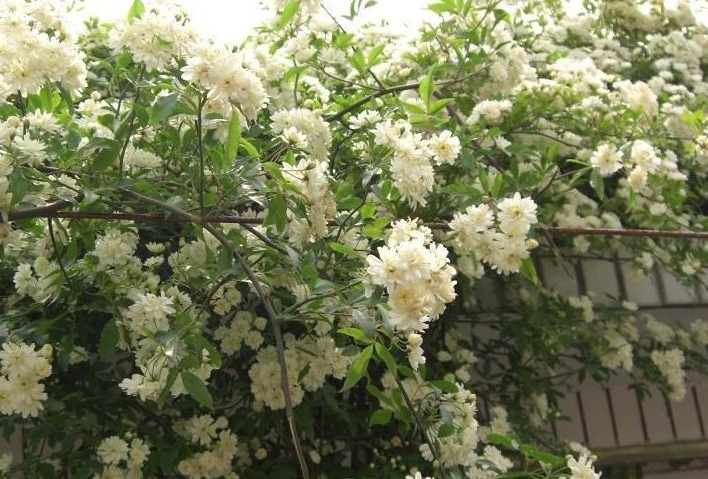 1628772977459909.jpg 木香花2.jpg