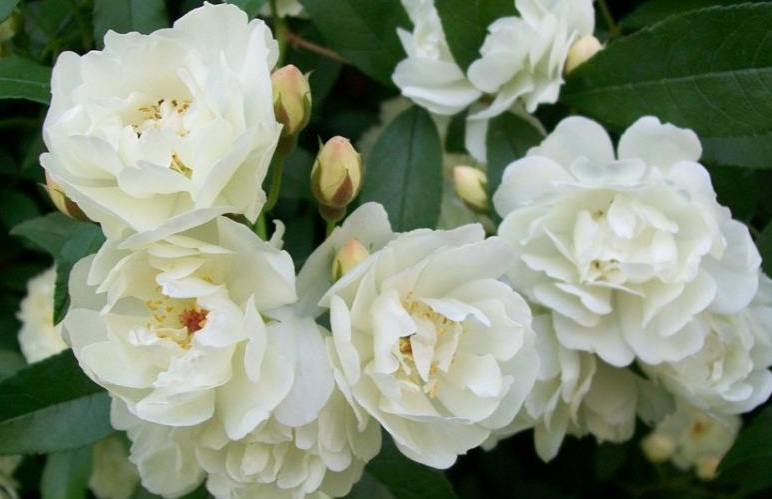 1628773056793993.jpg 木香花1.jpg