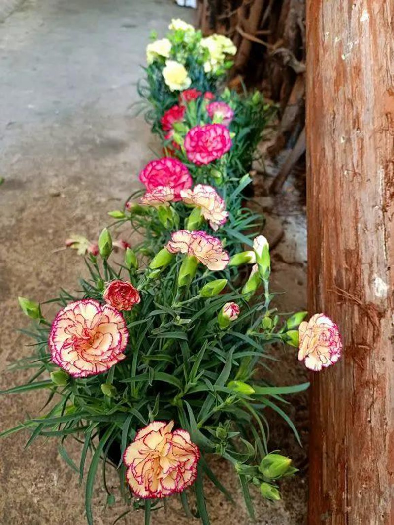 康乃馨盆栽養護，需要特別注意這幾點