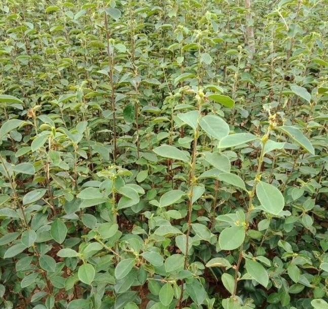 1628777654794545.jpg S6CU((HH$6%Z[5}7R%3AN)F.jpg