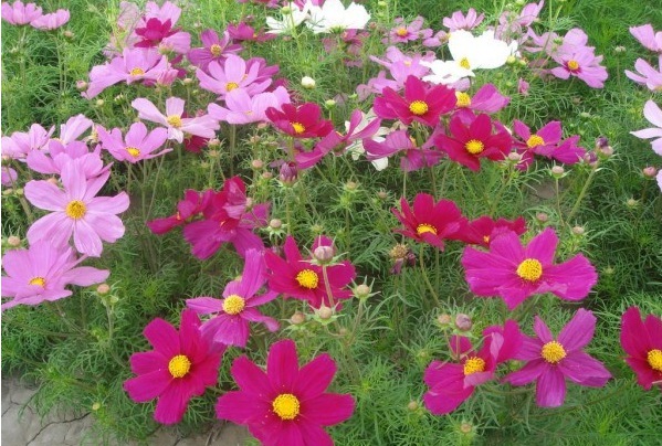 1628778869608696.jpg NIGVACSVGY_}RIE1~EMF)JC.jpg