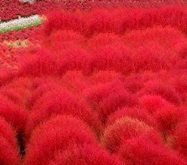 1628854664931491.jpg 1628854656(1).jpg