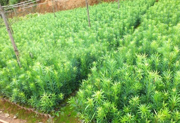 1628855809308788.jpg 1628855803.jpg