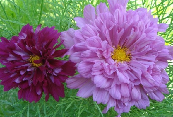 1628856763694178.jpg 1628856759(1).jpg